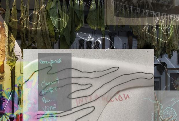 Holobionts, simbionts i altres subtileses