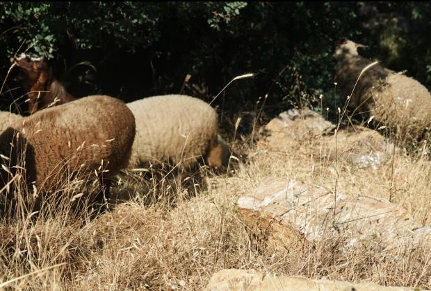 Marwa Arsanios - Who is Afraid of Ideology?