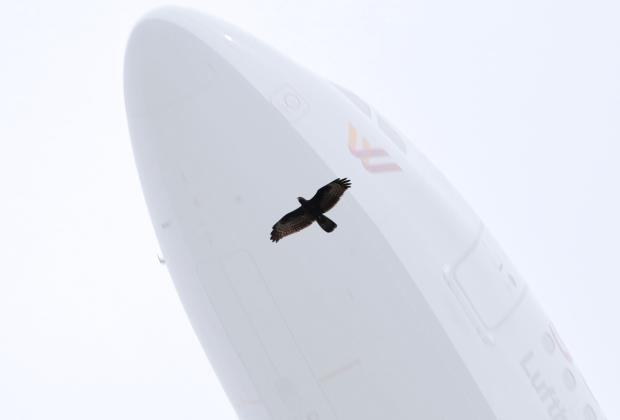 Imaginaris multiespècies. L’art de viure en un món de contingència i incertesa