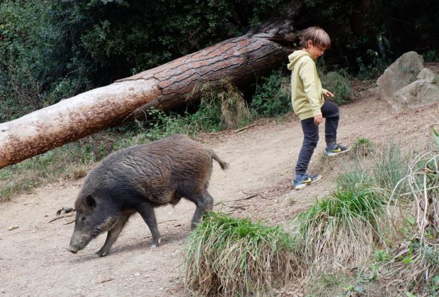 Paisatges virals: de senglars i altres cossos salvatges després de la Covid-19