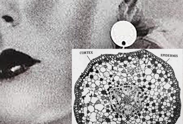 Embolismo por soleá, Paula Bruna