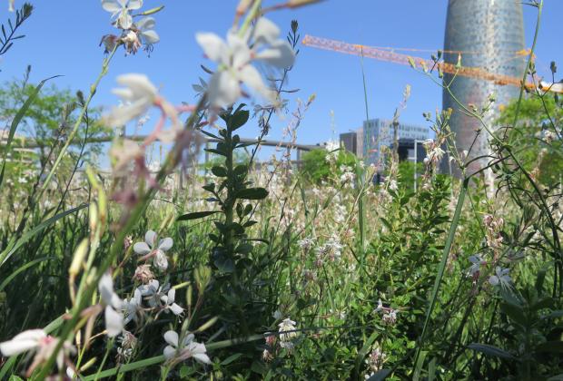 Serps aiguamitja Sitesize