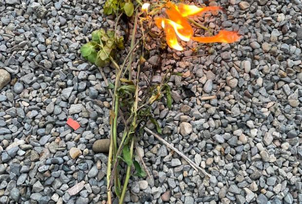 Marta Echaves, Te llevaré flores