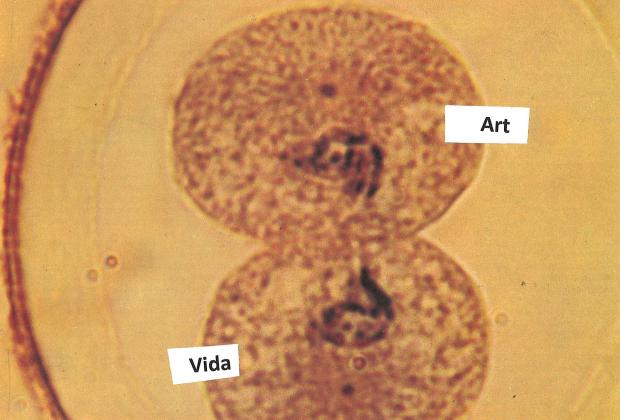 Què s&#039;amaga dins el nostre cos