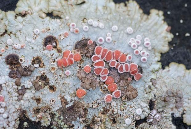 Configuració de mons, Oscar Holloway, Maria Ptqk