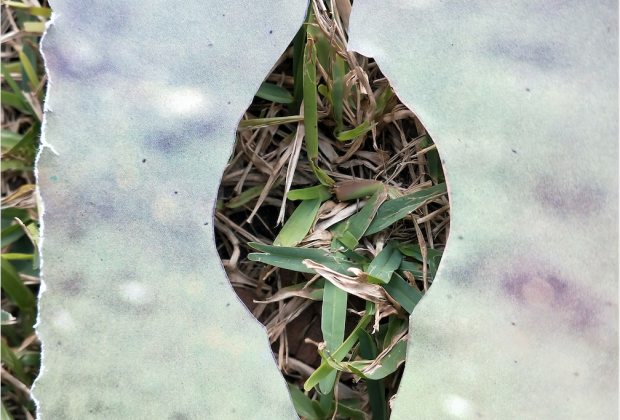 Taller de collage per l&#039;alliberament animal