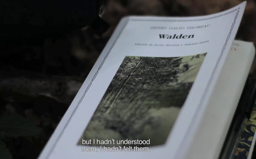 Cartas desde el bosque