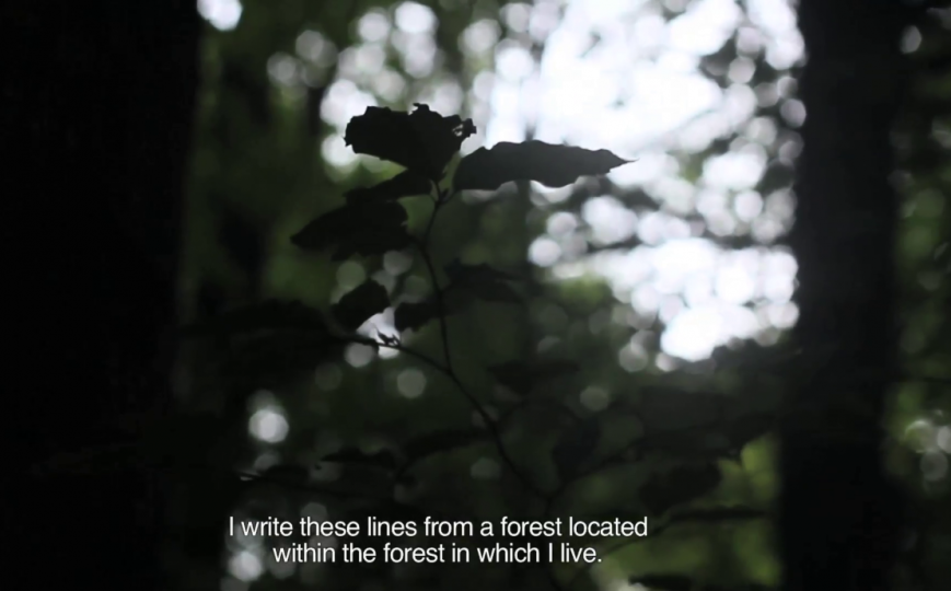 Cartas desde el bosque