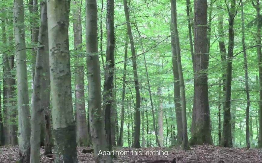 Cartas desde el bosque