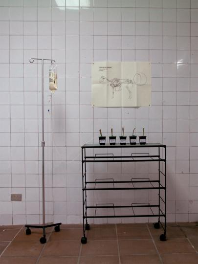 Esquejes de cordero / Injerto múltiple // Carlos Ruíz