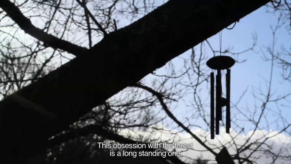 Cartas desde el bosque