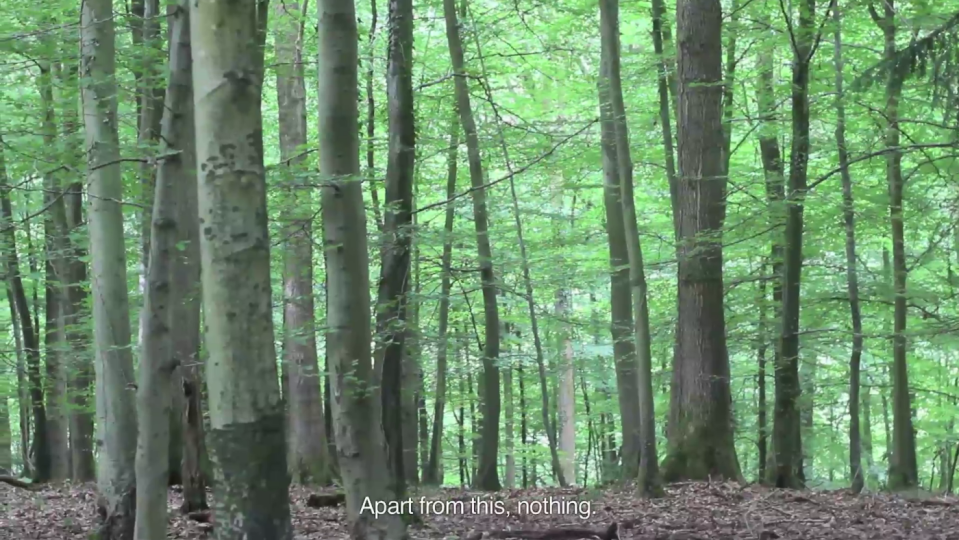 Cartas desde el bosque