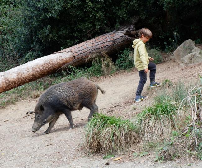 Paisatges virals: de senglars i altres cossos salvatges després de la Covid-19