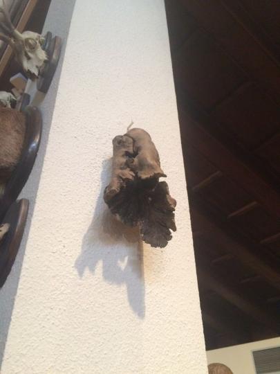 El visitant ideal d'una col·lecció sentimental