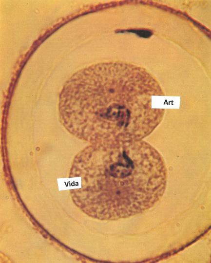 Què s'amaga dins el nostre cos