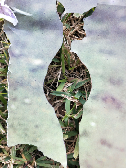 Taller de collage per l'alliberament animal