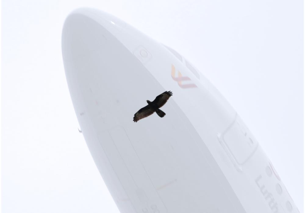 Imaginaris multiespècies. L’art de viure en un món de contingència i incertesa