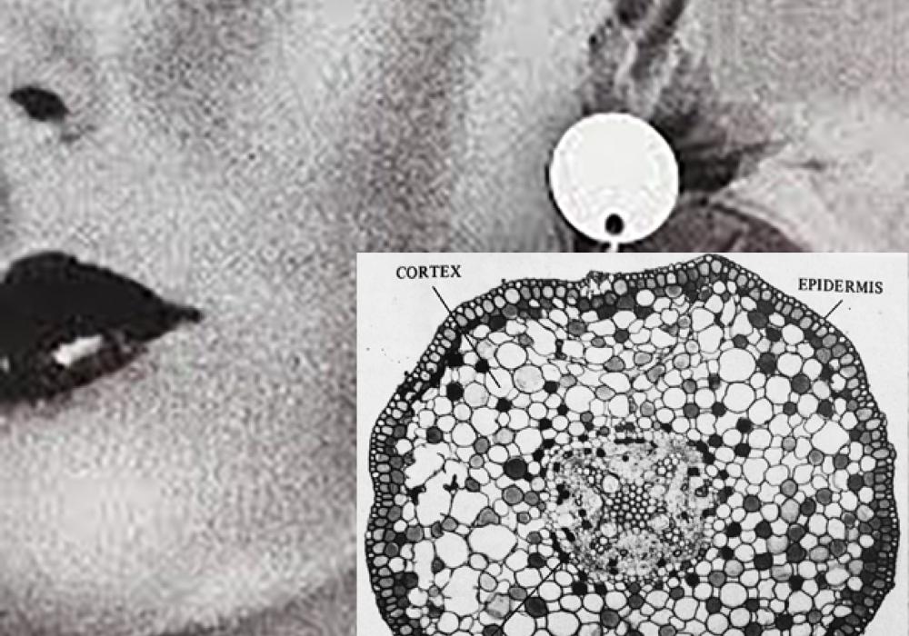 Embolismo por soleá, Paula Bruna