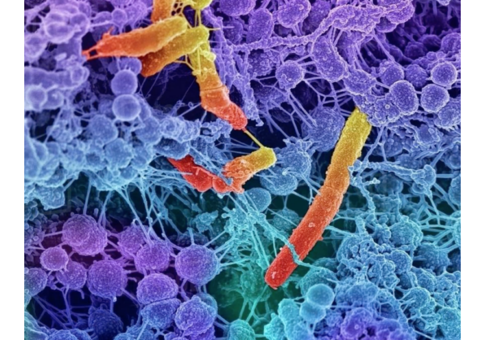 El poder de les begudes simbiòtiques