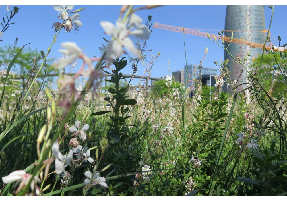 Serps aiguamitja Sitesize