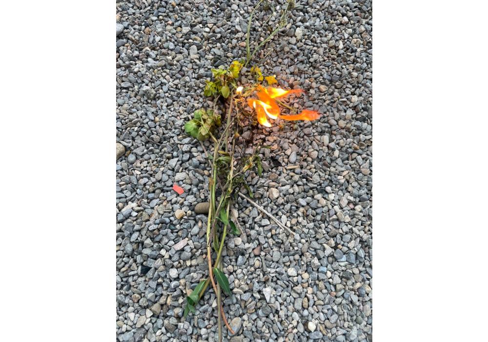 Marta Echaves, Te llevaré flores