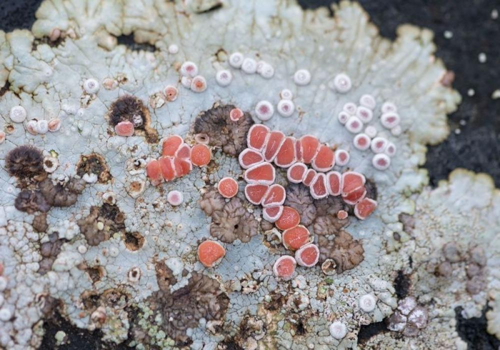 Configuració de mons, Oscar Holloway, Maria Ptqk