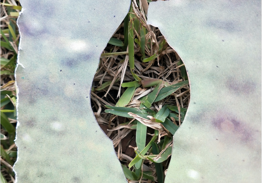 Taller de collage per l&#039;alliberament animal