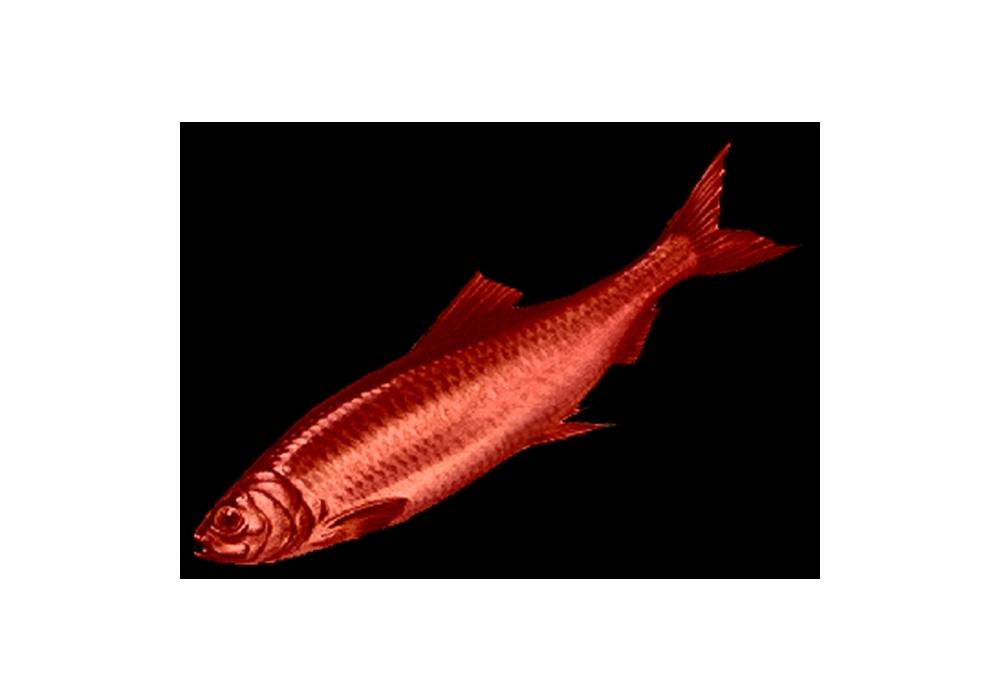 Red herring. Serialitat i altres marcs esmunyedissos de la narració audiovisual contemporània